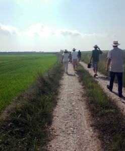dacsa group kelloggs origenes