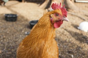 corn animal feed